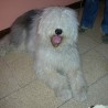 Bobzgz